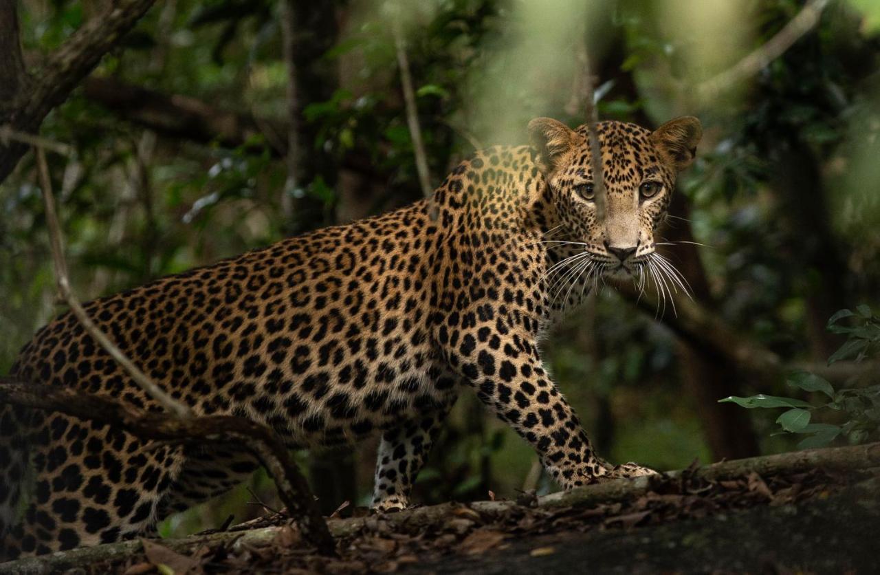 Hotel Makini Bush Camp, Parque nacional Yala Exterior foto